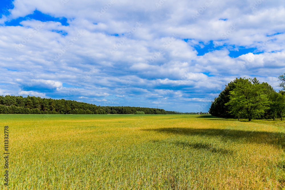Obraz premium Getreidefeld und die Trockenheit im Land Brandenburg