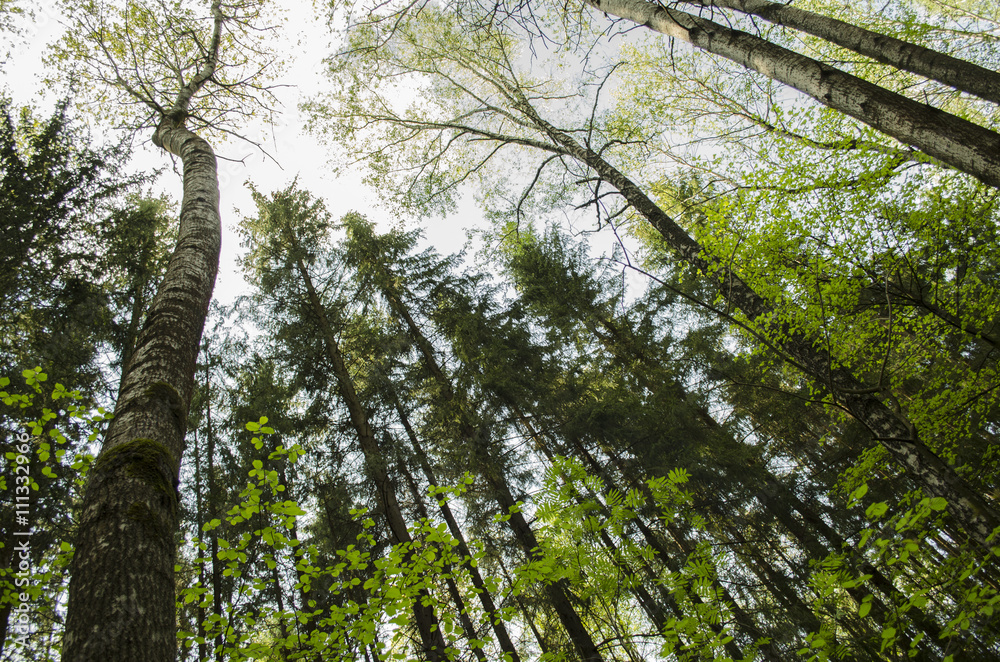 Obraz premium Лесные деревья