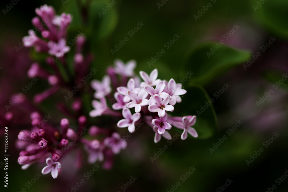 lilas en fleur lilas en fleur