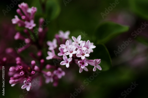 lilas en fleur