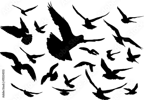 Vector set of silhouettes of 20 flying birds