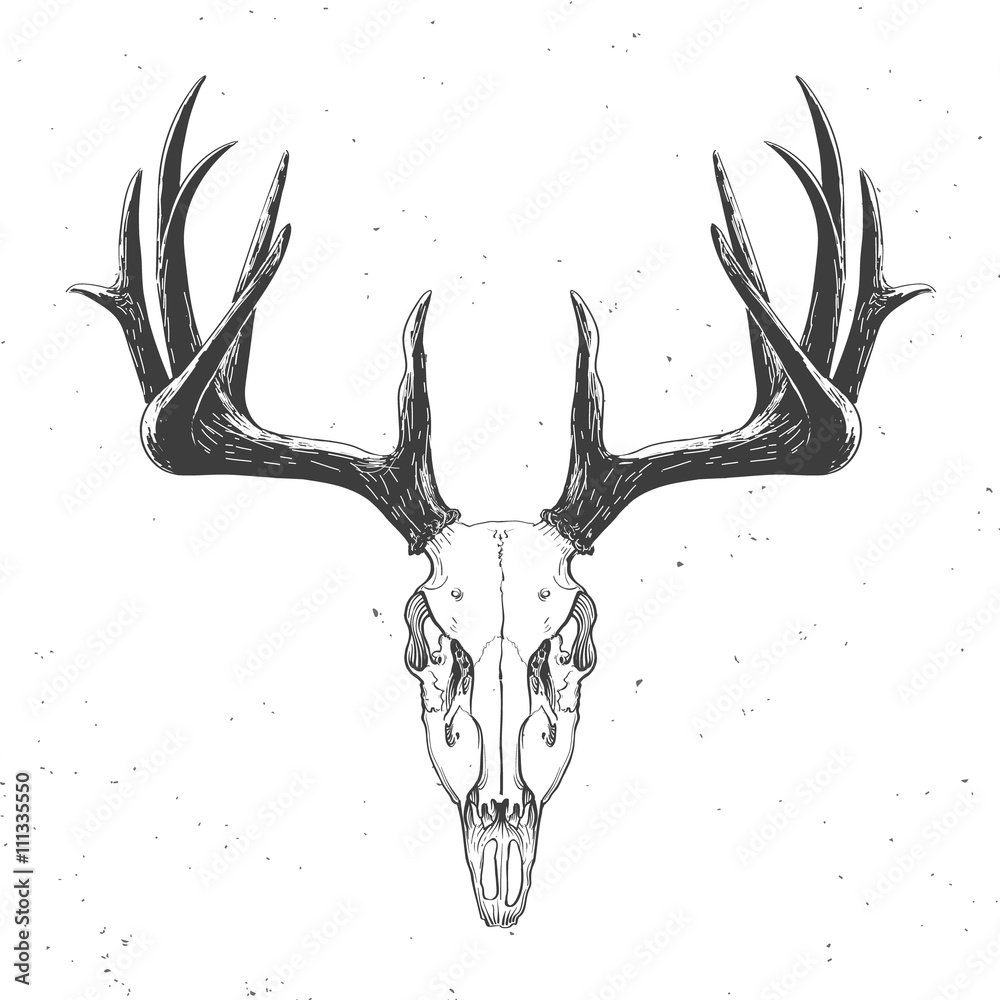 Obraz premium czaszka jelenia na białym tle