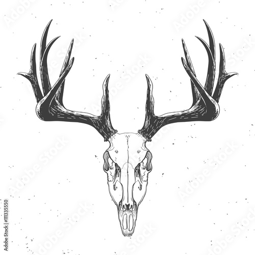 Fotografija deer skull on white