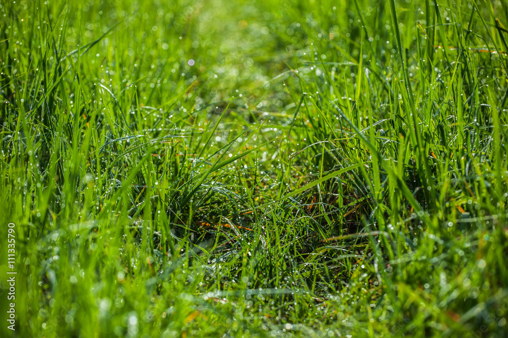 Green grass. Dew drops close-up on fresh green spring grass. The Green grass. Dew drops close-up on fresh green spring grass. The