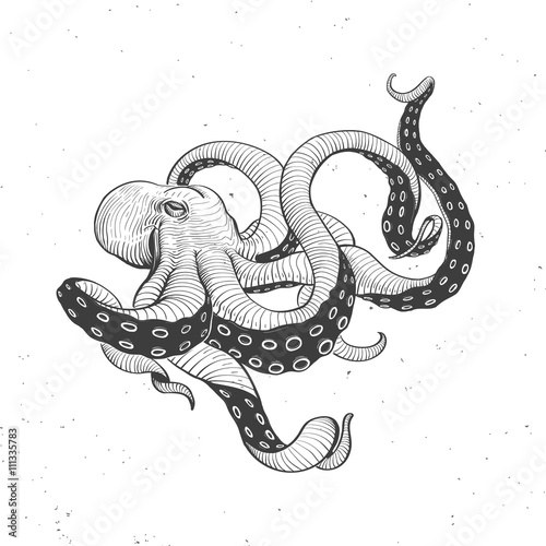 octopus vintage on white