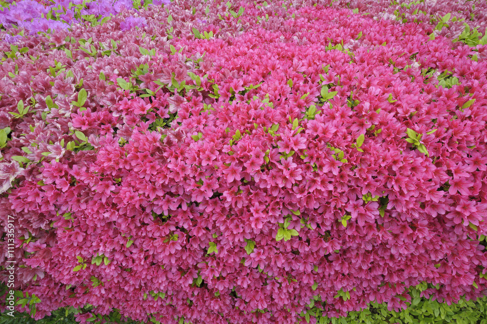 Azalea blossoms in garden