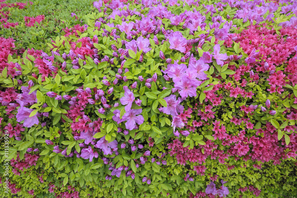 Pink and red azaleas