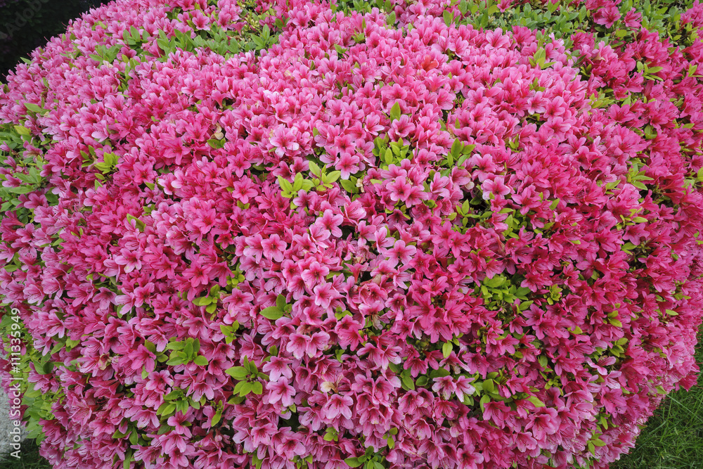 Pink azaleas flowers hedge in spring