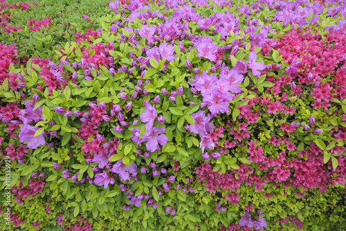 Pink and red azaleas