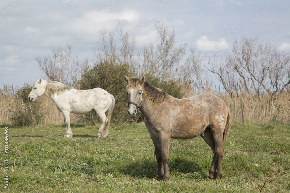 Horses in National Park of Camargue, Provence Horses in National Park of Camargue, Provence