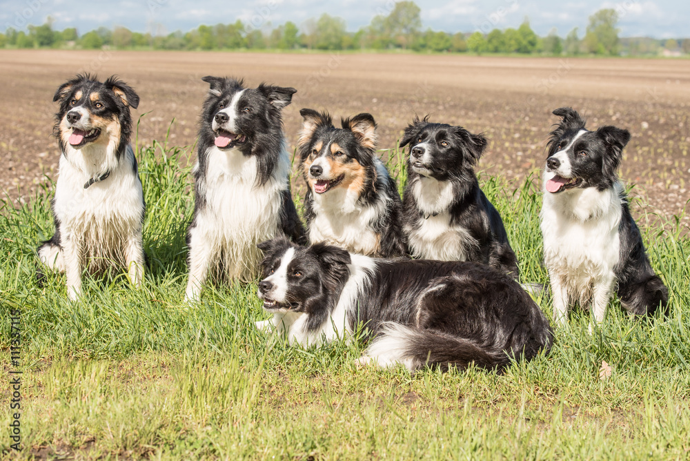 Ein Rudel gehorsamer Hunde - Border Collies in allen Altersklassen vom Junghund bis zum Senior. 