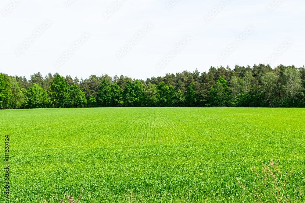 Obraz premium Feld2205a