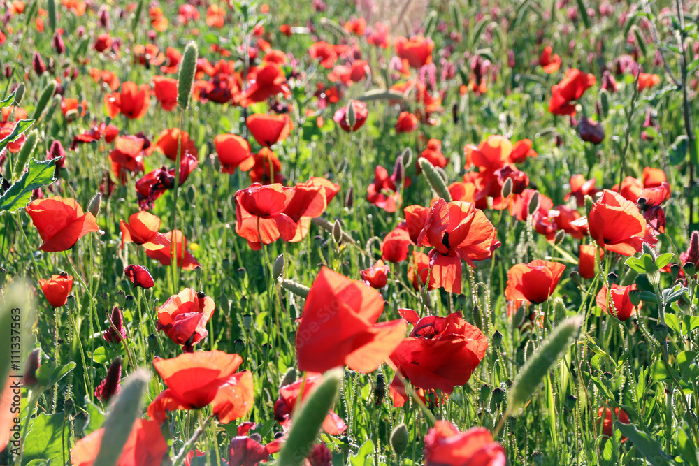 Obraz premium papaveri2