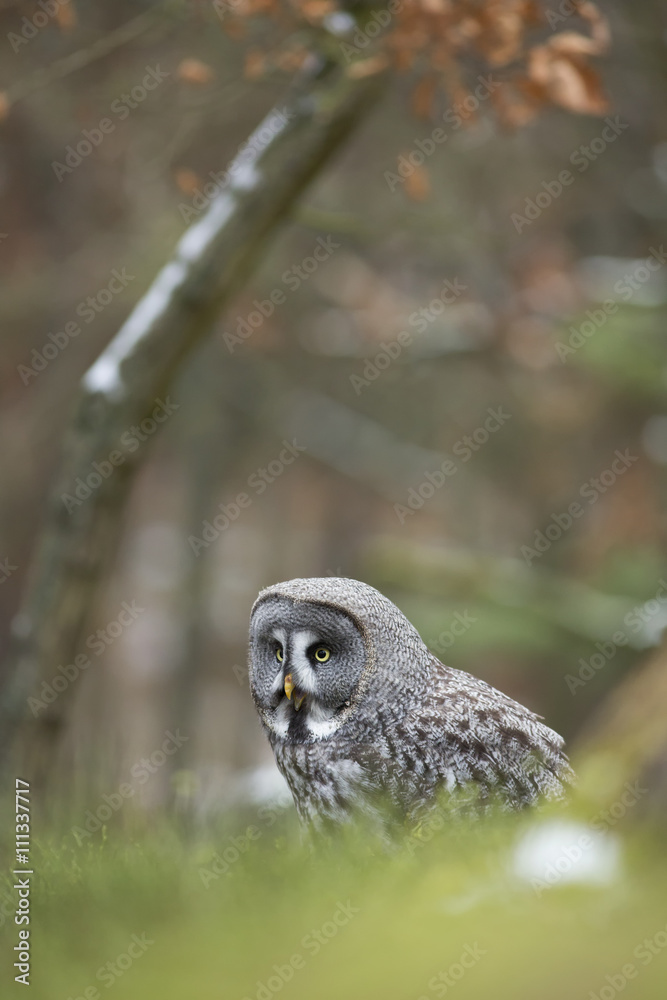 Fototapeta premium Great Grey Owl