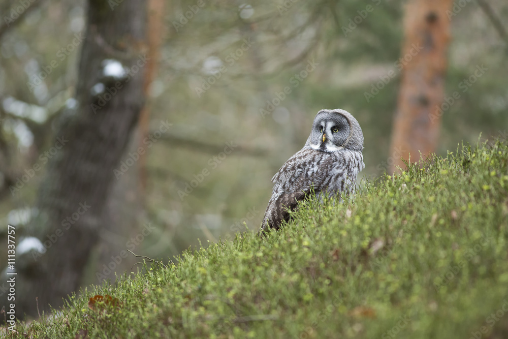 Fototapeta premium Great Grey Owl