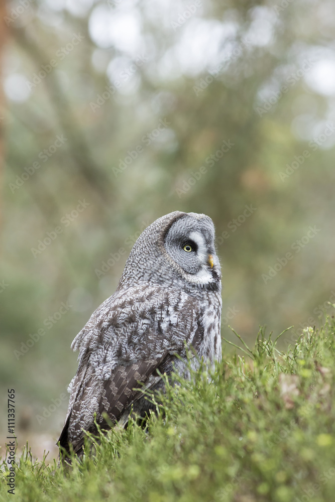 Fototapeta premium Great Grey Owl