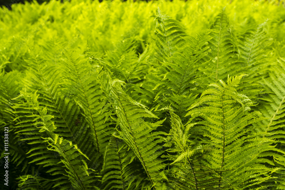 Matteuccia struthiopteris (L.) Todaro. Matteuccia struthiopteris (L.) Todaro.