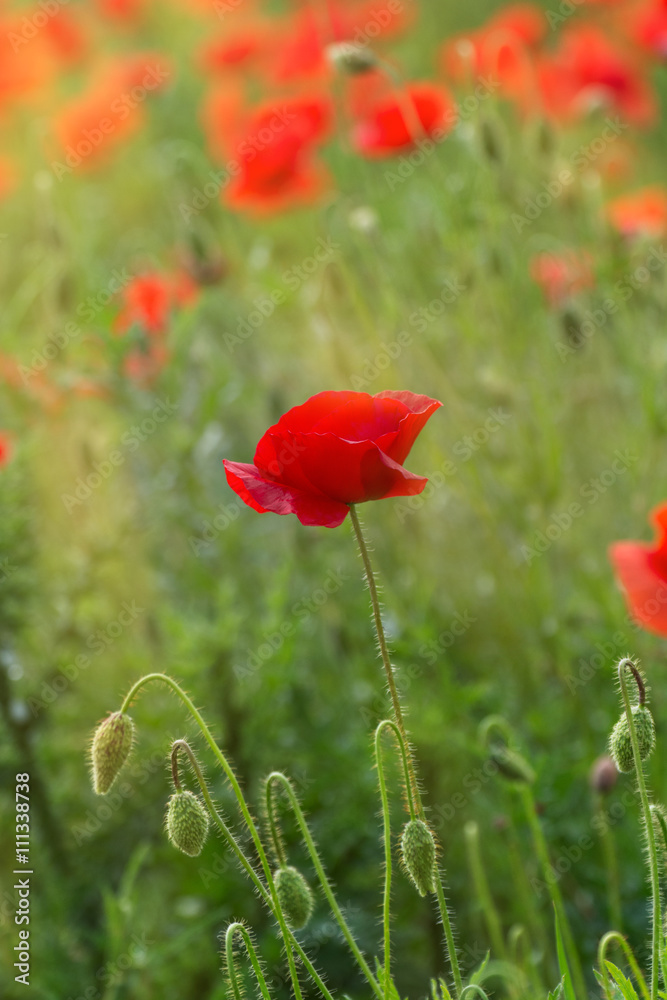 Naklejka premium red poppies on a wheat field