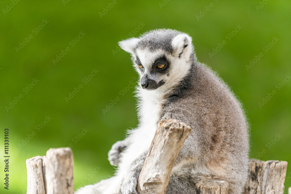 A portrait of ring-tailed lemur (catta). Madagascar. 