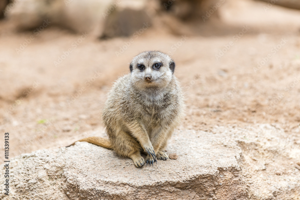 South African Meerkat (Suricate), looking for food. South African Meerkat (Suricate), looking for food.
