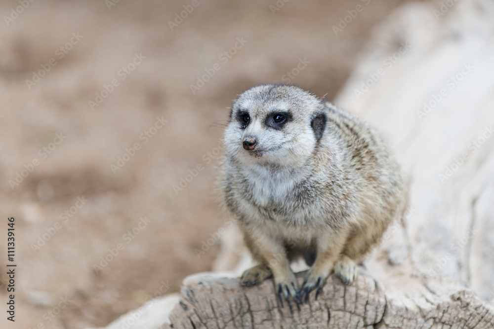Fototapeta premium South African Meerkat (Suricate), looking for food.