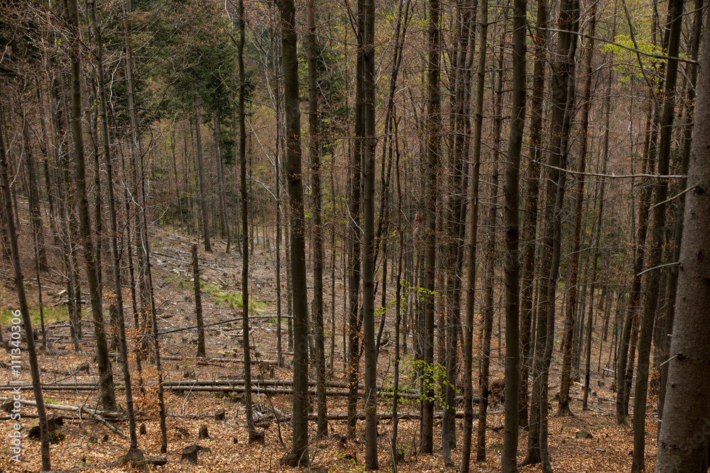 Withered coniferous forest in the mountainous terrain, Beskid Sl