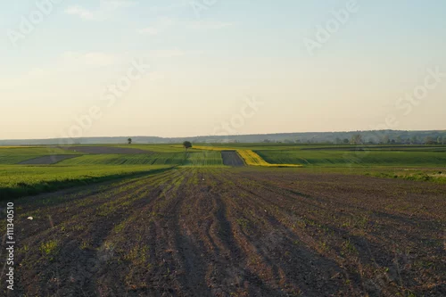 Obraz Uprawy polowe wiosną 