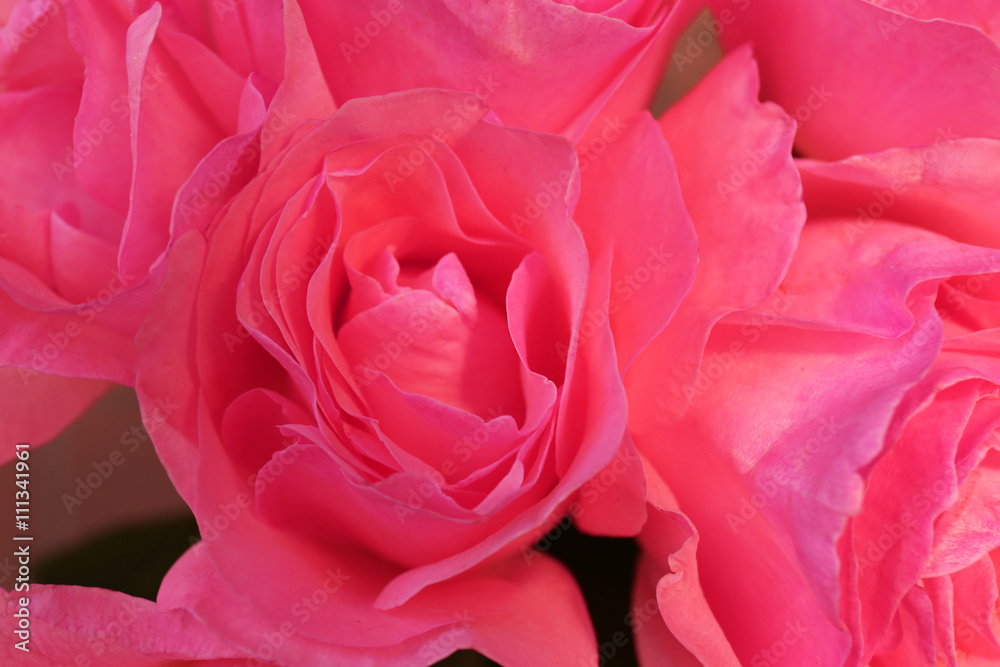 Beautiful bouquet of pink roses, closeup Beautiful bouquet of pink roses, closeup