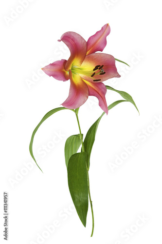 Pink Lily on white background isolated