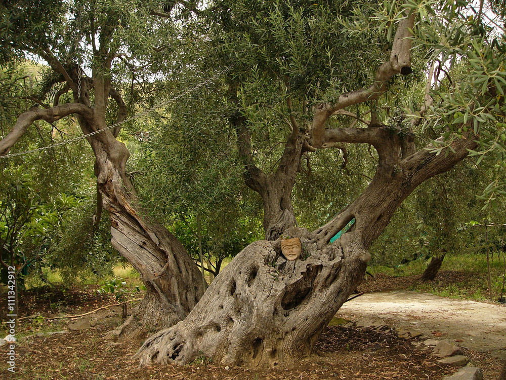 Sicile,olivier multi-centenaire dans l'arrière pays de Cefalù