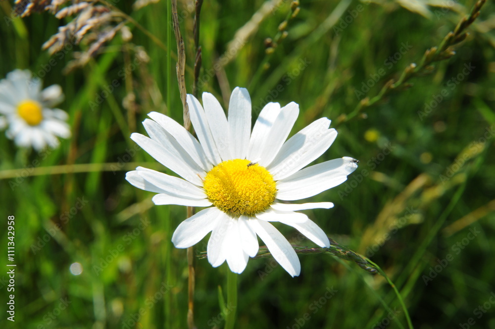 Fototapeta premium FIORE DI CAMOMILLA