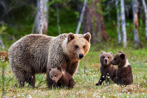Mother brown bear and her cubs photo