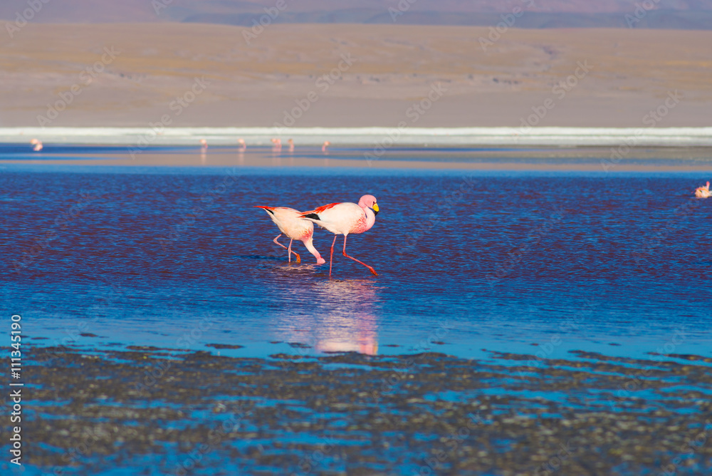 Pink flamingos at 