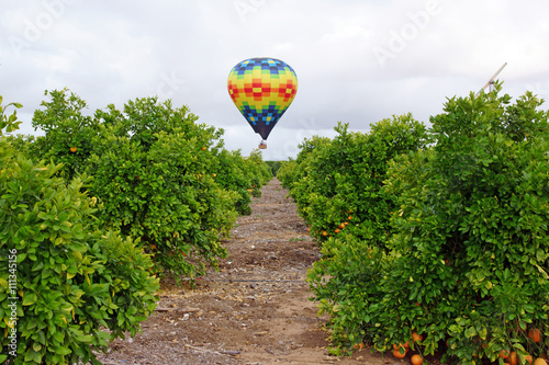 Hot air balloon floats over vineyards and orchards during Temecula Balloon and Wine Festival in California