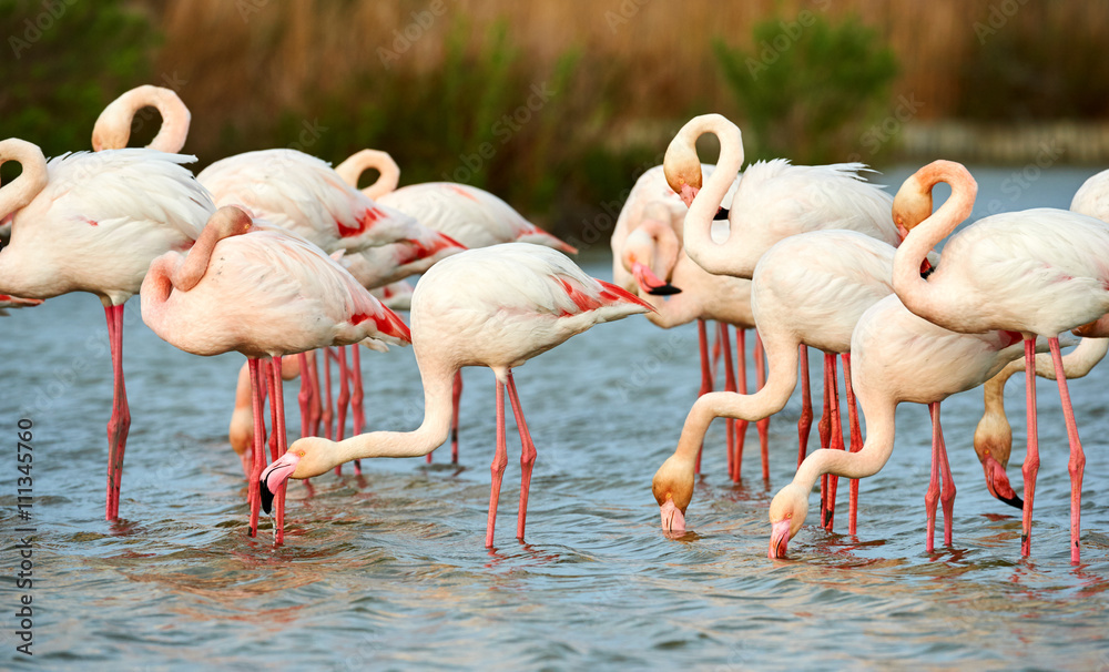 Naklejka premium Group of pink flamingos