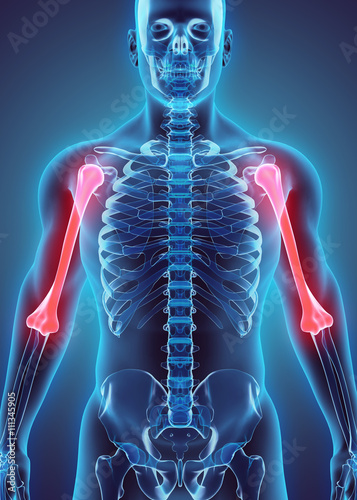 3D illustration of Humerus, medical concept.