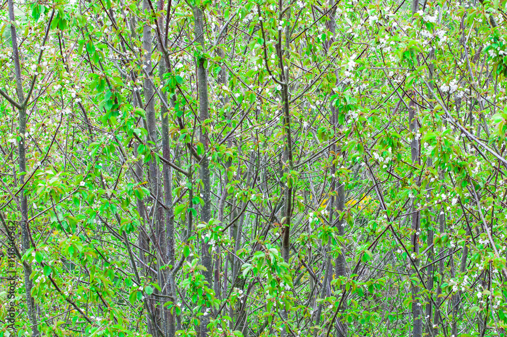 View on bright green tree crowns View on bright green tree crowns
