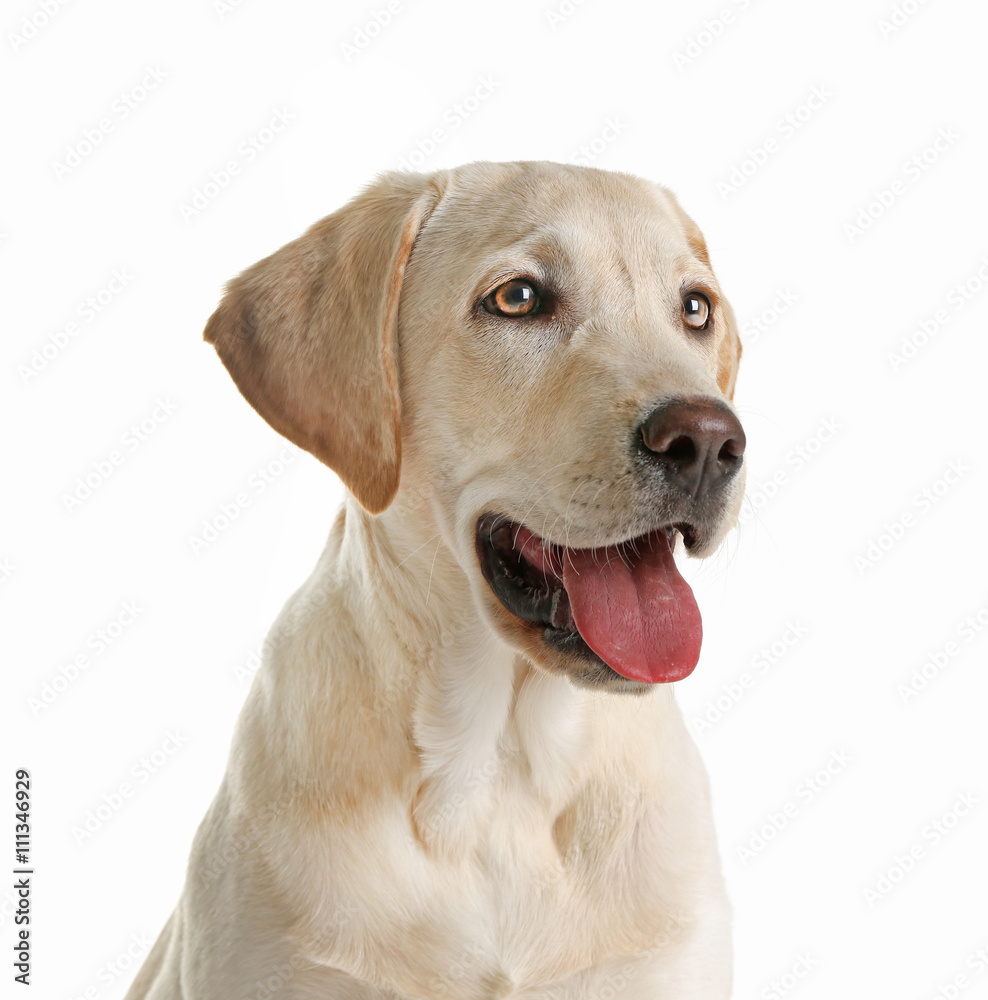 Cute Labrador dog sitting isolated on white Cute Labrador dog sitting isolated on white