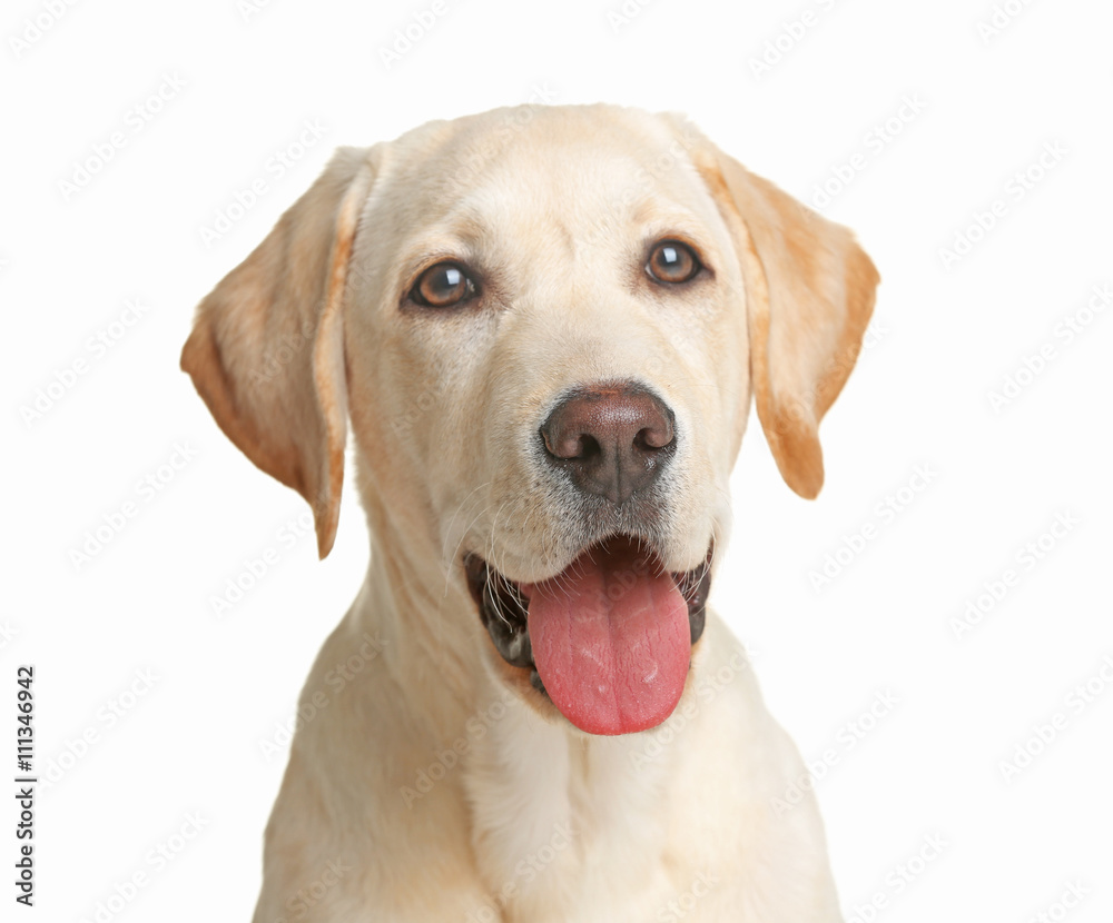 Cute Labrador dog isolated on white