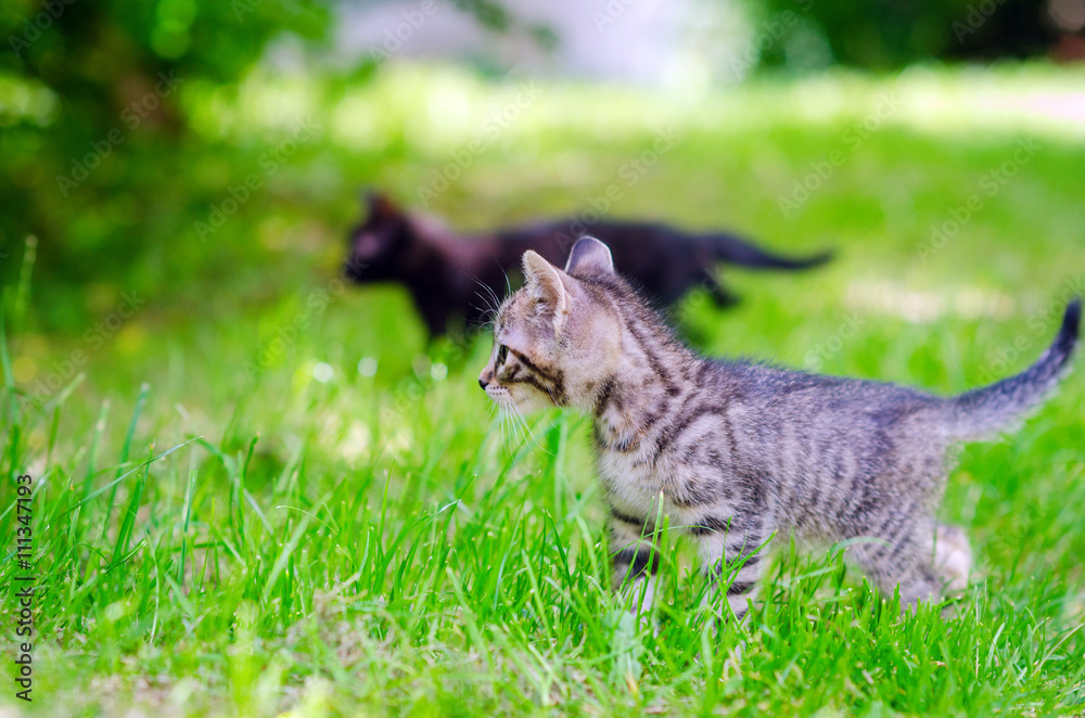 Obraz premium two adorable kittens
