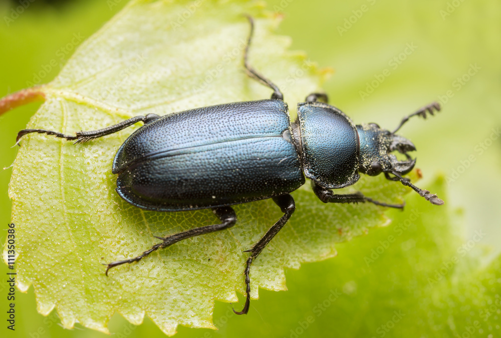 Platycerus beetle on birch leaf Platycerus beetle on birch leaf