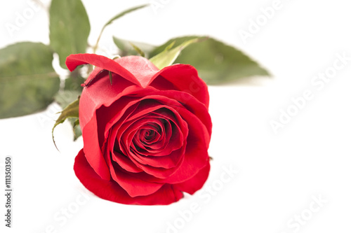 red rose with copy space