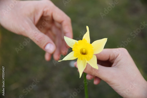 Woman giving man narcissus on grass background