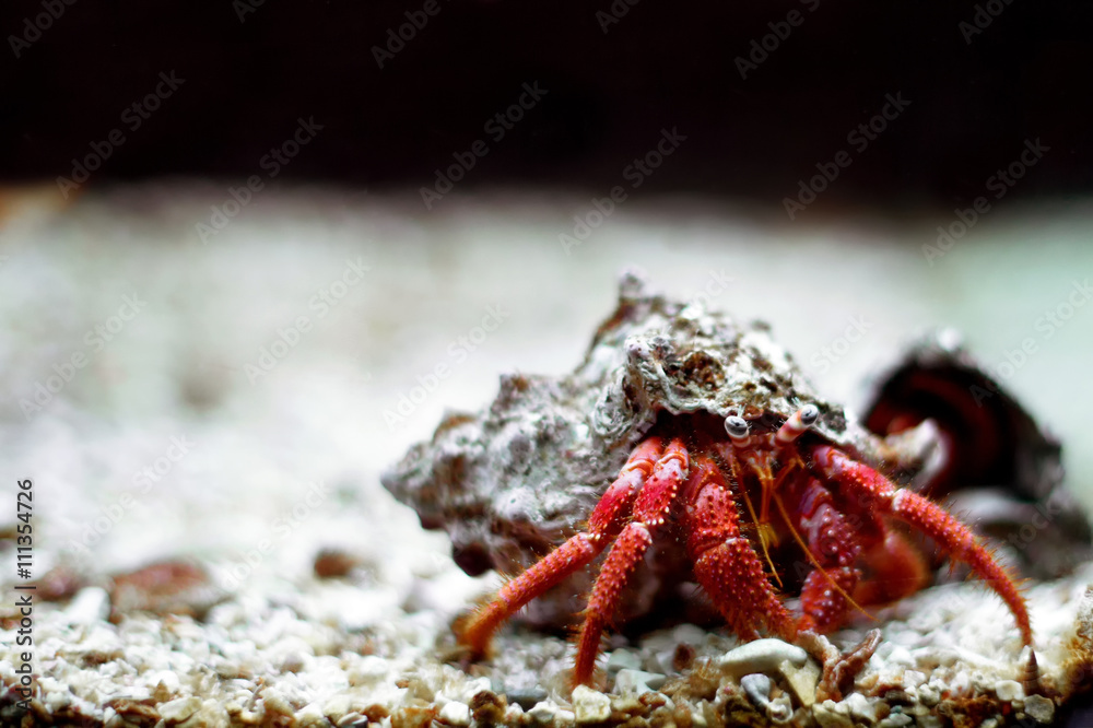 Hermit crab close up