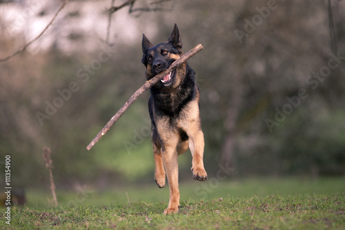Fotografie german shepherd dog play and bring back branch