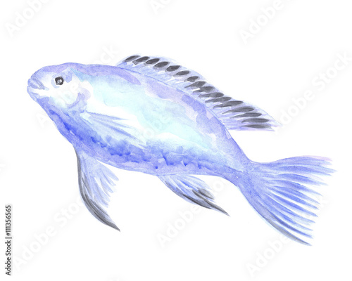 Exotic decorative fish on a white background. Watercolor painting