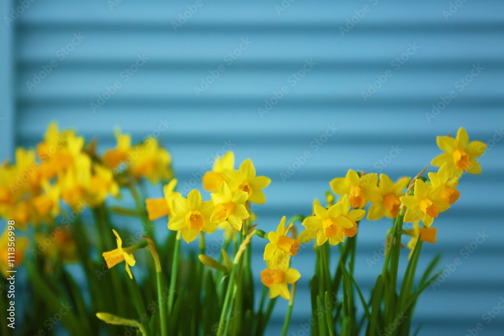 Obraz premium Beautiful narcissus on blue wooden background