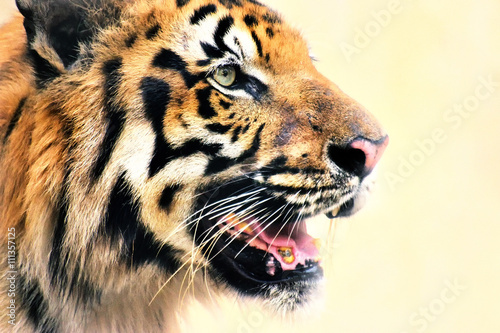Angry face of Royal Bengal Tiger  Panthera Tigris  India