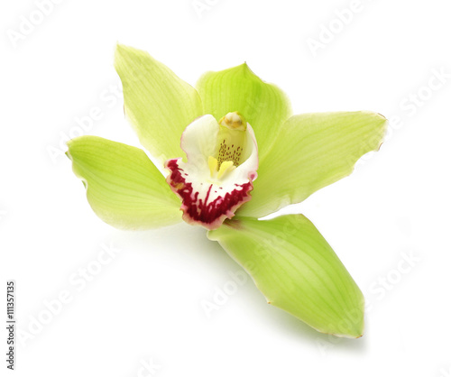 Fototapeta Naklejka Na Ścianę i Meble -  Beautiful green orchid on white background