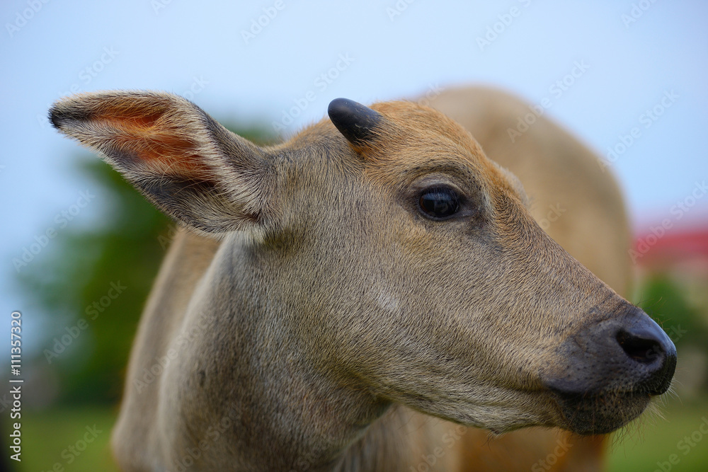 Obraz premium Buffalo